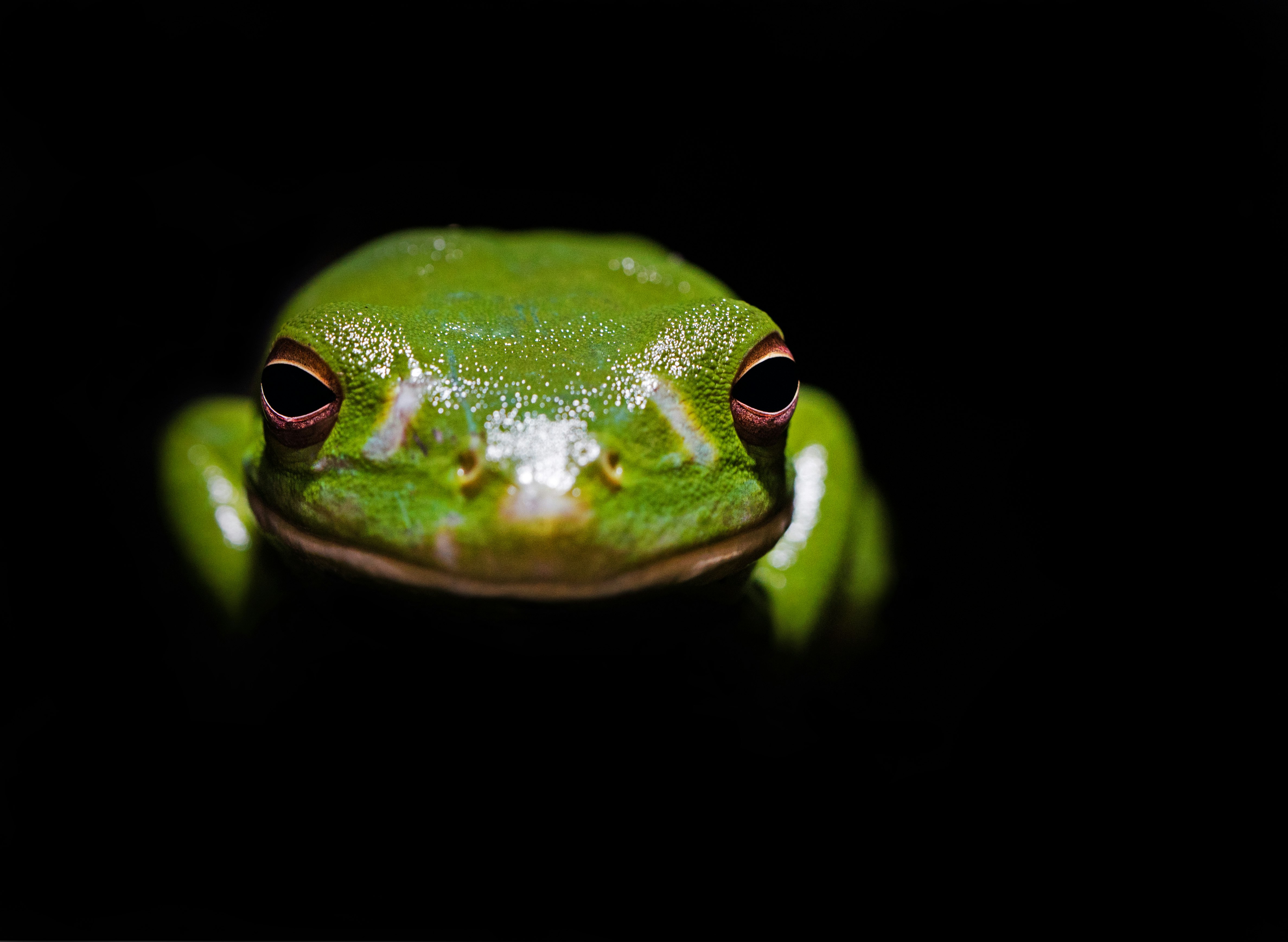 green frog in the dark